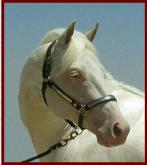 Click here to return to Classic Creme on our Stallion page