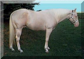 Palomino Color Chart